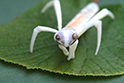 かいのどうぶつえん：カマキリ