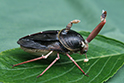 かいのどうぶつえん:カブトムシ