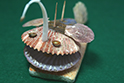 かいのどうぶつえん:チョウチンアンコウ