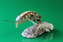 かいのどうぶつえん(昆虫類):ダイオウグソクムシ
