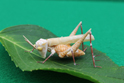 かいのどうぶつえん(昆虫類):トノサマバッタ