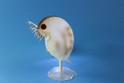 かいのどうぶつえん(昆虫類館):ミジンコ