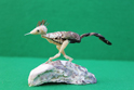 かいのどうぶつえん(鳥類館):ロードランナー