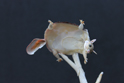 かいのどうぶつえん(小動物館):ムササビ