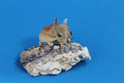 かいのどうぶつえん(小動物館):ナキウサギ