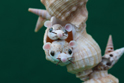 かいのどうぶつえん(小動物館):ムササビ兄弟