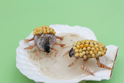 かいのどうぶつえん(昆虫類館):コオイムシ