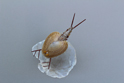かいのどうぶつえん(昆虫類館):カブトエビ
