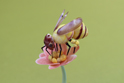 かいのどうぶつえん（昆虫類館）：ミツバチ