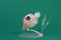 かいのどうぶつえん(水族館1):チョウチョウウオ
