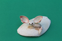 かいのどうぶつえん(野生動物館):フェネック
