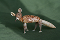 かいのどうぶつえん:キツネ