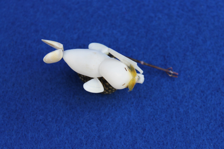かいのどうぶつえん（スポーツ施設）：シュノーケリング09