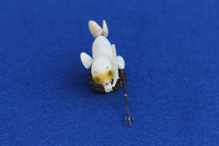 かいのどうぶつえん（スポーツ施設）：シュノーケリング12