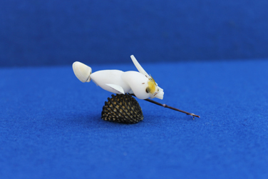 かいのどうぶつえん（スポーツ施設）：シュノーケリング10