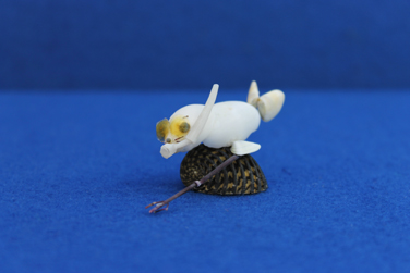 かいのどうぶつえん（スポーツ施設）：シュノーケリング11