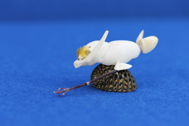 かいのどうぶつえん（スポーツ施設）：シュノーケリング14