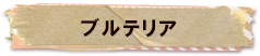 かいのどうぶつえん（ペット館）：ブルテリア