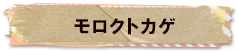 かいのどうぶつえん（爬虫類館）：モロクトカゲ