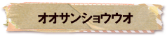 かいのどうぶつえん（両生類館）：オオサンショウウオ