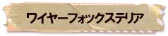 かいのどうぶつえん（ペット館）：ワイヤーフォックステリア