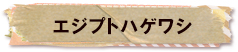 かいのどうぶつえん（鳥類館）：エジプトハゲワシ