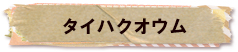 かいのどうぶつえん（鳥類館）：タイハクオウム