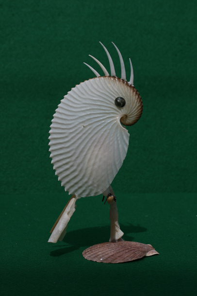 かいのどうぶつえん（鳥類館）：タイハクオウム15