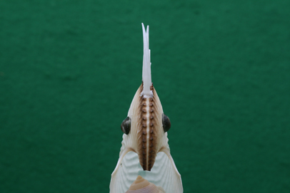 かいのどうぶつえん（鳥類館）：タイハクオウム10