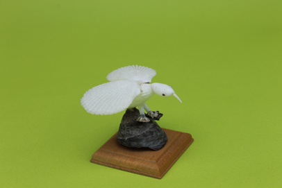 かいのどうぶつえん（鳥類館）：ハクチョウ04