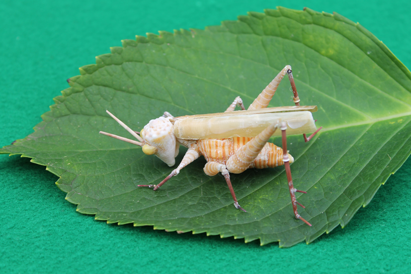 かいのどうぶつえん（昆虫類館）：トノサマバッタ14