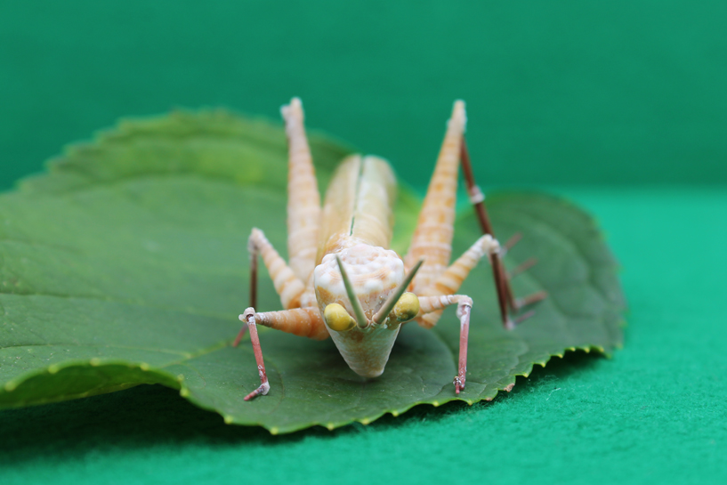 かいのどうぶつえん（昆虫類館）：トノサマバッタ17