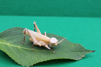 かいのどうぶつえん（昆虫類館）：トノサマバッタ04