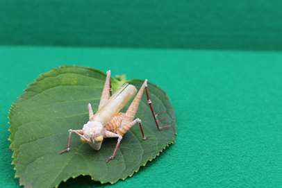 かいのどうぶつえん（昆虫類館）：トノサマバッタ07