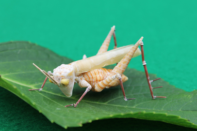 かいのどうぶつえん（昆虫類館）：トノサマバッタ08