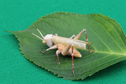 かいのどうぶつえん（昆虫類館）：トノサマバッタ10