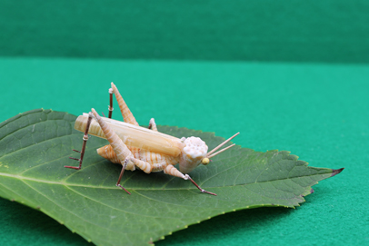 かいのどうぶつえん（昆虫類館）：トノサマバッタ11