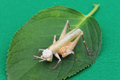 かいのどうぶつえん（昆虫類館）：トノサマバッタ12