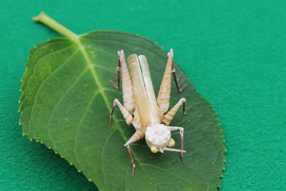 かいのどうぶつえん（昆虫類館）：トノサマバッタ13