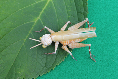 かいのどうぶつえん（昆虫類館）：トノサマバッタ18