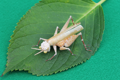 かいのどうぶつえん（昆虫類館）：トノサマバッタ19