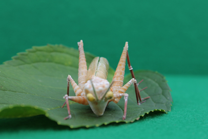 かいのどうぶつえん（昆虫類館）：トノサマバッタ20