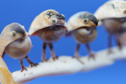 かいのどうぶつえん（鳥類館）：スズメ05