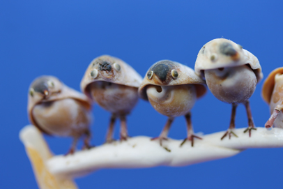 かいのどうぶつえん（鳥類館）：スズメ23