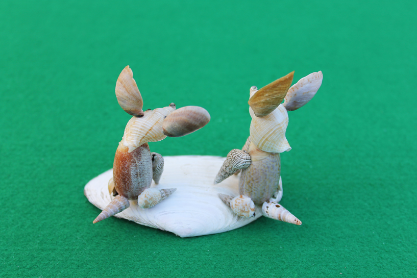 かいのどうぶつえん（野生動物館）：オオミミギツネ12