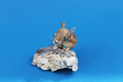 かいのどうぶつえん（小動物館）：ナキウサギ13
