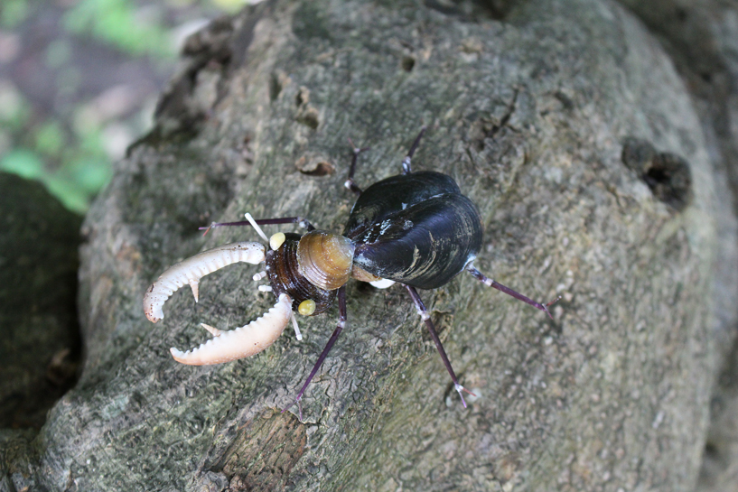 かいのどうぶつえん（昆虫類館）：クワガタ01