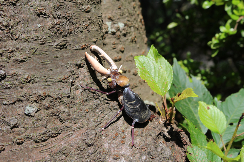 かいのどうぶつえん（昆虫類館）：クワガタ14