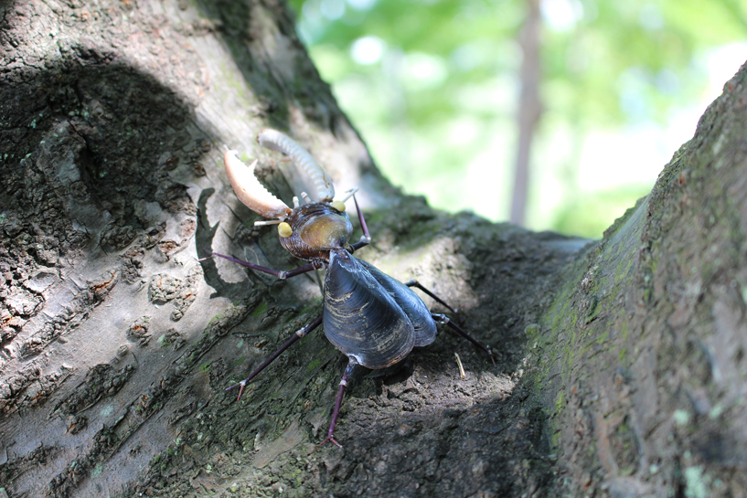 かいのどうぶつえん（昆虫類館）：クワガタ20