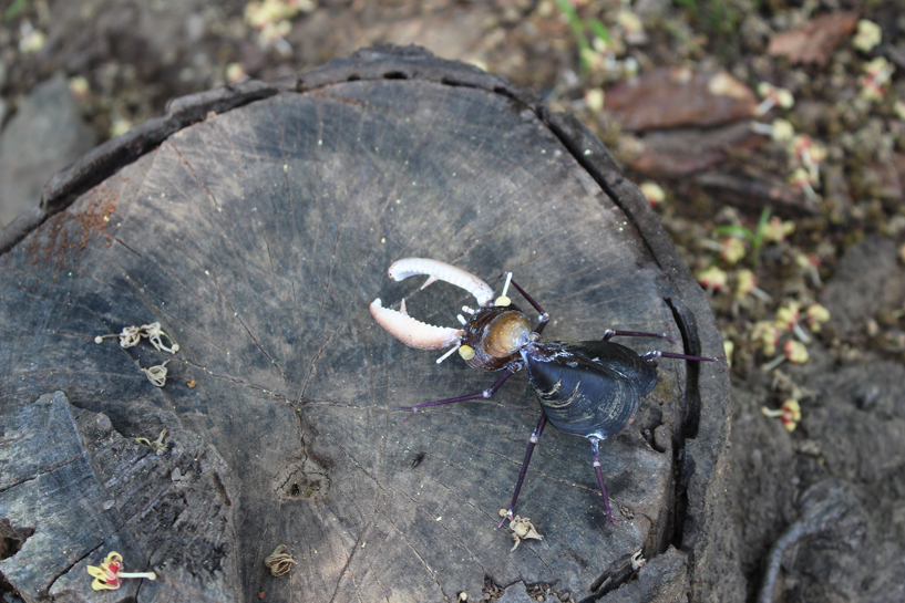 かいのどうぶつえん（昆虫類館）：クワガタ23